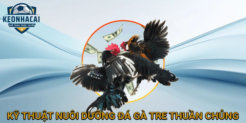 Kỹ Thuật Nuôi Dưỡng Đá Gà Tre Thuần Chủng để Đạt Hiệu Quả Tối Ưu