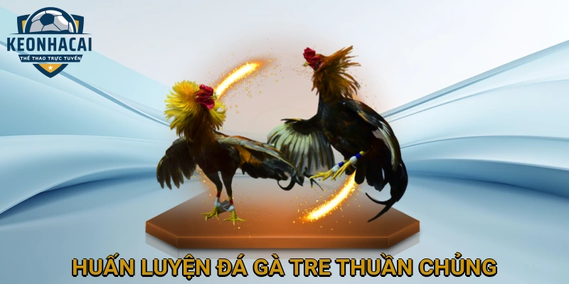 Huấn Luyện Đá Gà Tre Thuần Chủng