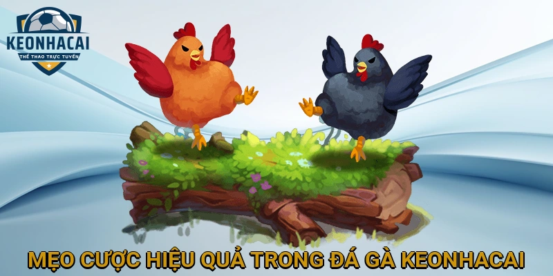Mẹo Cược Hiệu quả trong Đá gà KEONHACAI