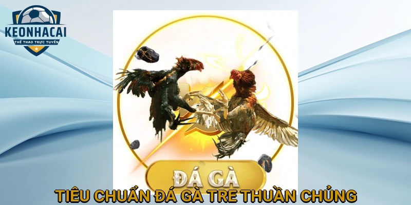 Tiêu Chuẩn Đá Gà Tre Thuần Chủng