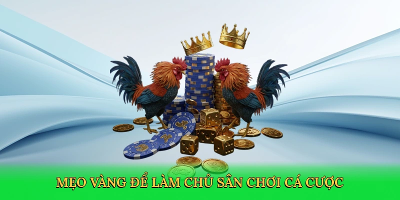 Mẹo vàng để làm chủ sân chơi cá cược